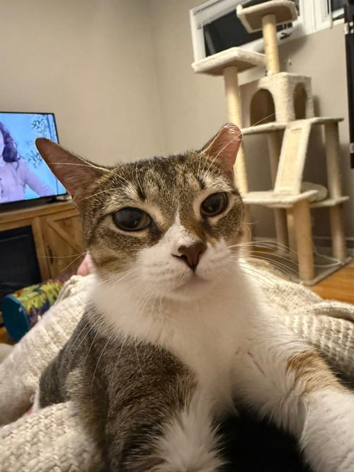 DOTTIE - Domestic Medium Hair available for adoption