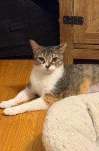 Dottie - Photo 3