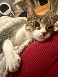Dottie - Photo 1