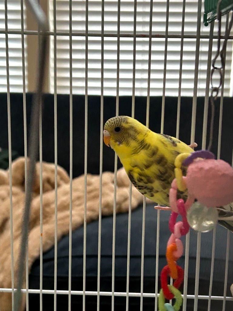 BOO - Parakeet - Other available for adoption