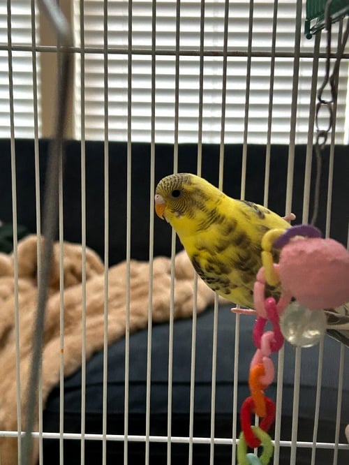 BOO - Parakeet - Other available for adoption