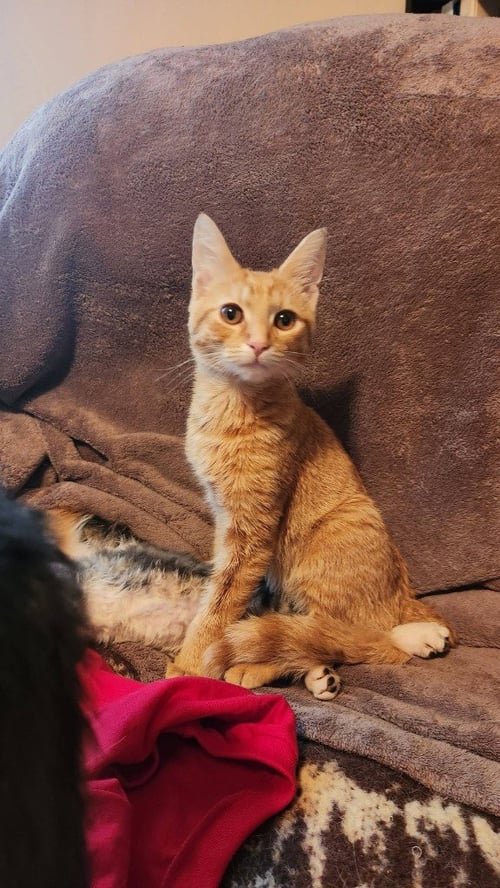 ZIPPER - Domestic Medium Hair available for adoption