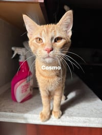 Cosmo - Photo 2