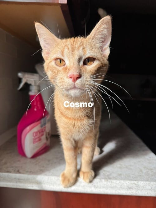 COSMO - Domestic Short Hair available for adoption