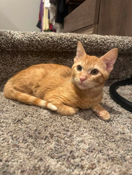 COSMO - Domestic Short Hair available for adoption