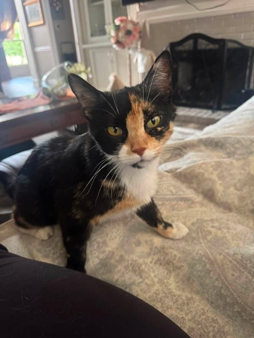 CHERRY - Domestic Short Hair available for adoption
