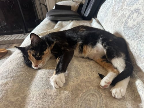 CHERRY - Domestic Short Hair available for adoption