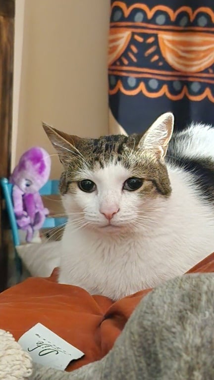 Mittens Image