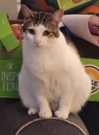 Mittens - Photo 4