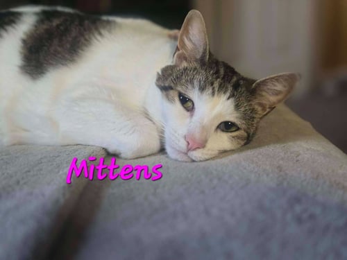 MITTENS - Domestic Short Hair available for adoption