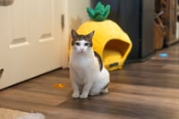 Mittens - Photo 3