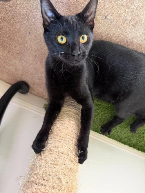 PHANTOM - Domestic Medium Hair available for adoption