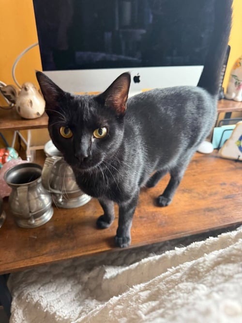 PHANTOM - Domestic Medium Hair available for adoption