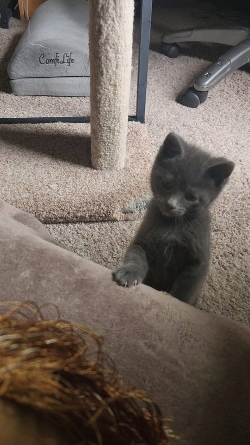 NACHO