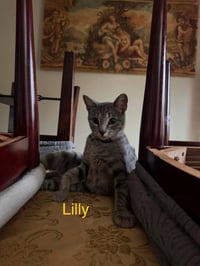 Lilly - Photo 2