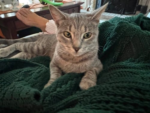 LILLY - Domestic Medium Hair available for adoption