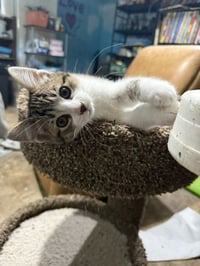 Pretzel - Photo 1