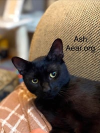 Ash - Photo 3