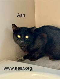 Ash - Photo 1