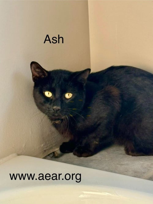 ASH - Domestic Medium Hair available for adoption