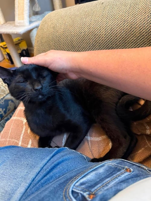 ASH - Domestic Medium Hair available for adoption
