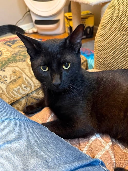 ASH - Domestic Medium Hair available for adoption