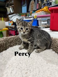 Percy - Photo 1
