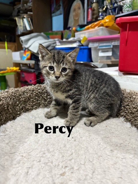 PERCY - Domestic Medium Hair for adoption in Racine