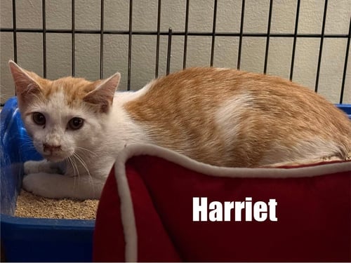 HARRY - Domestic Medium Hair available for adoption