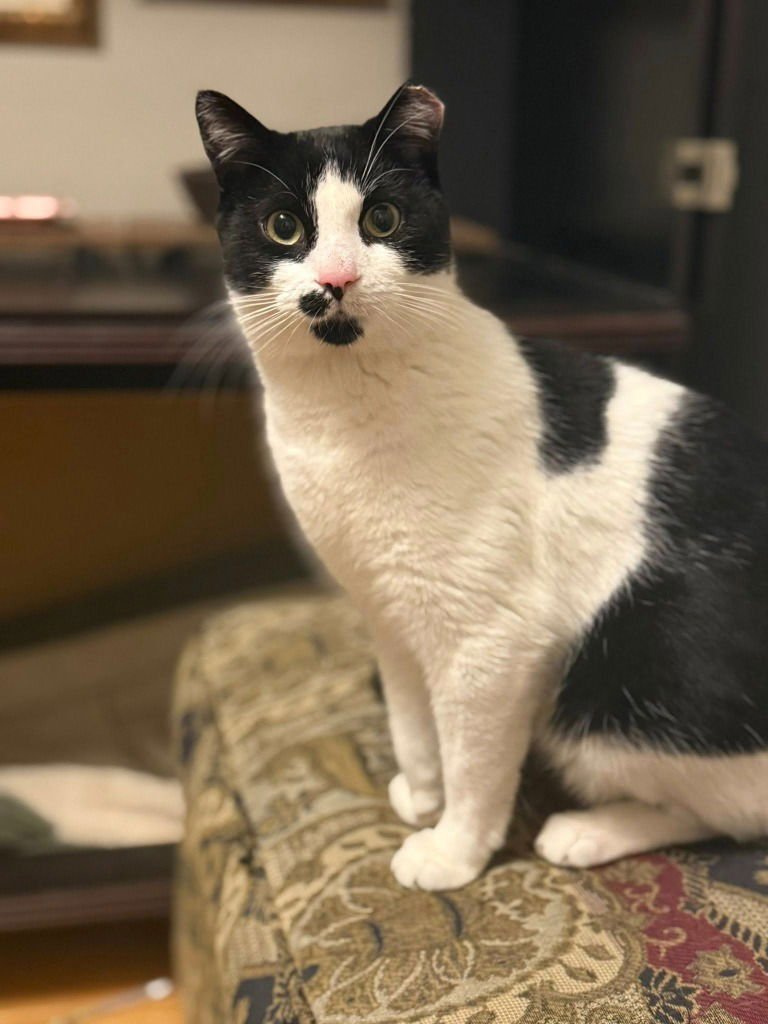 LOUIS - Domestic Short Hair available for adoption