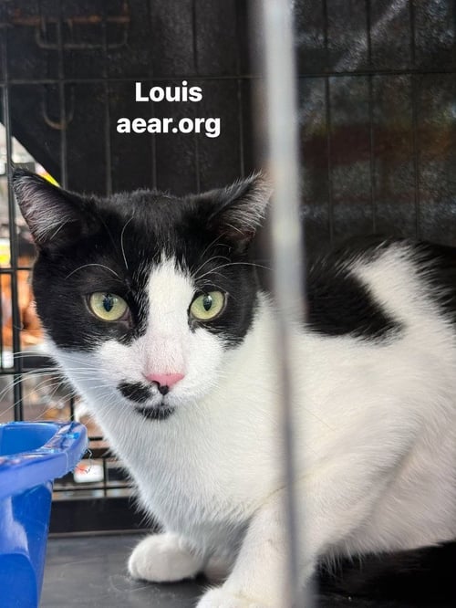 LOUIS - Domestic Short Hair available for adoption