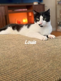 Louis - Photo 4