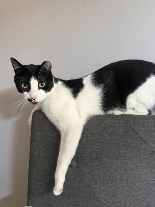 LOUIS - Domestic Short Hair available for adoption