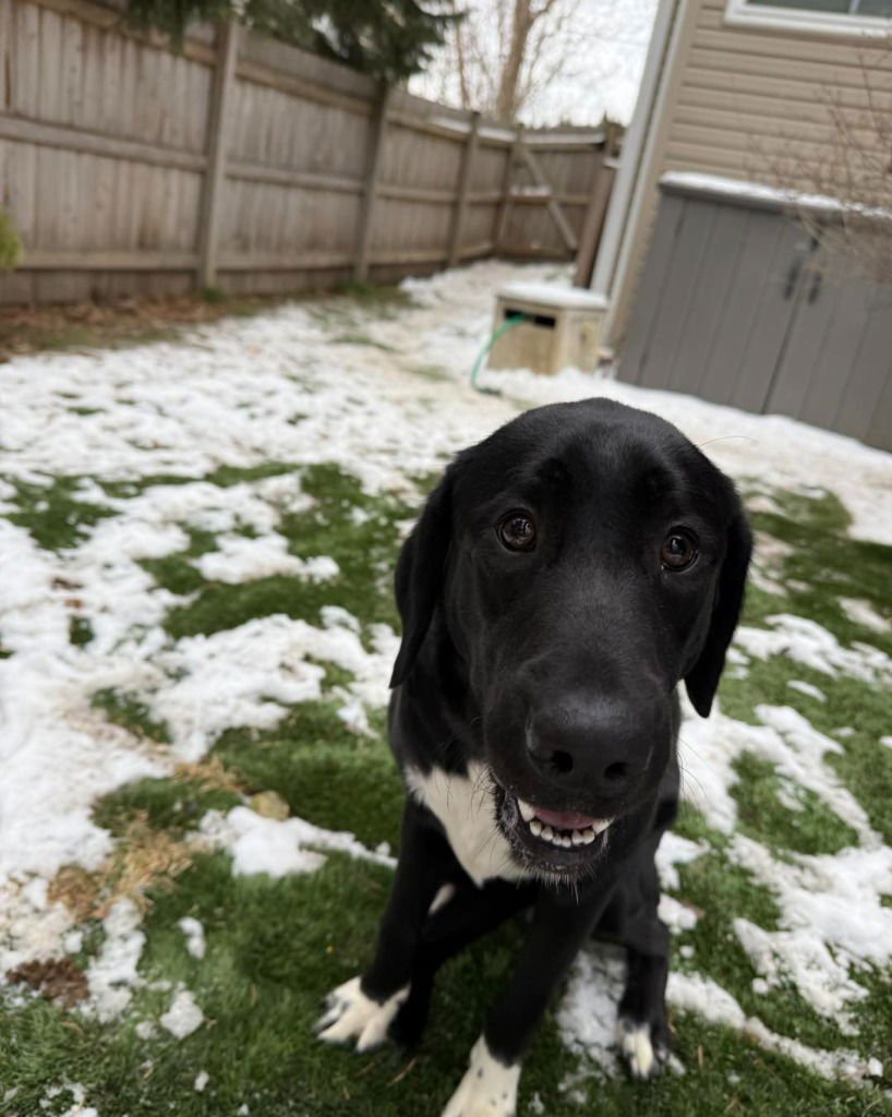 AMY - Great Pyrenees / Labrador Retriever available for adoption