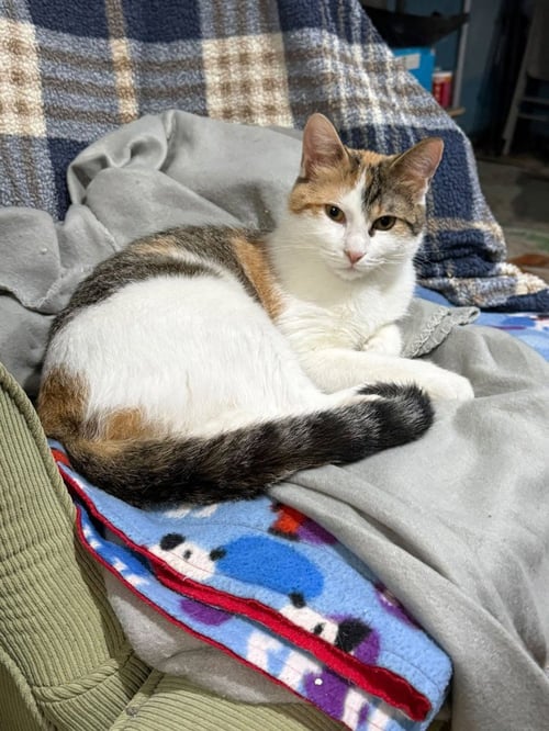 PENELOPE - Domestic Medium Hair available for adoption