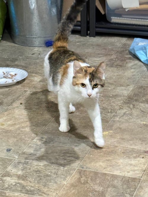 PENELOPE - Domestic Medium Hair available for adoption
