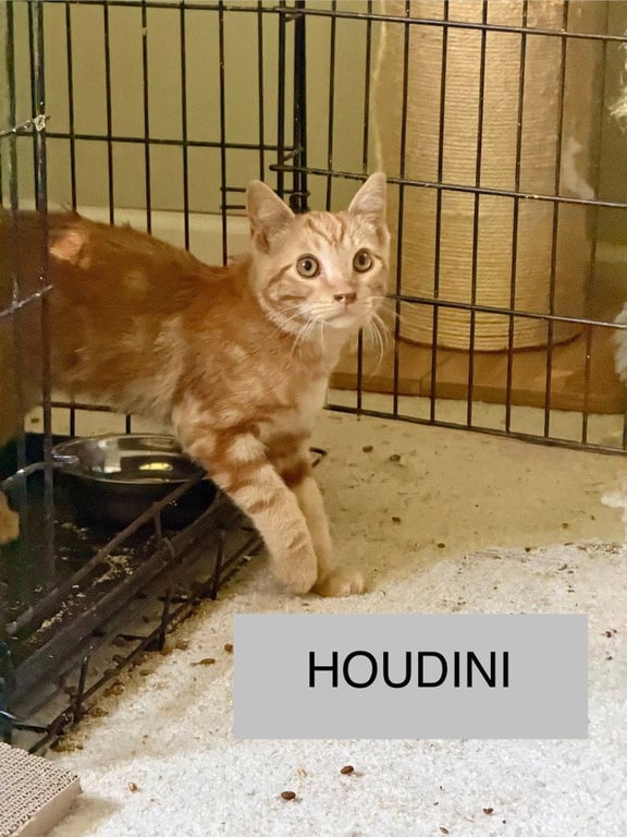 Houdini Image