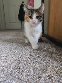 Patches - Photo 2