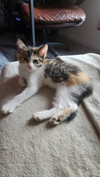Patches - Photo 4