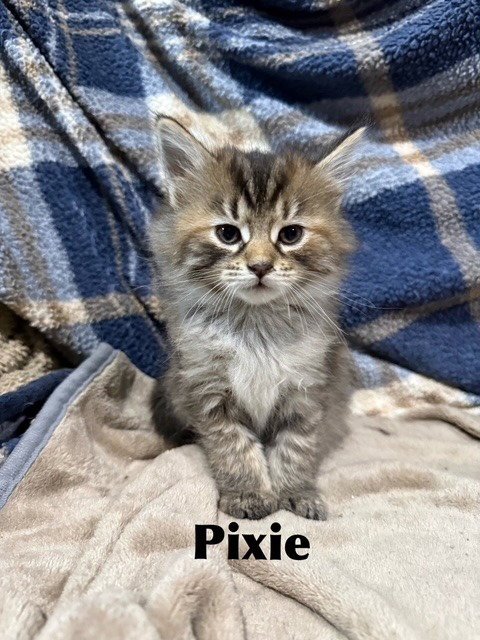 PIXIE