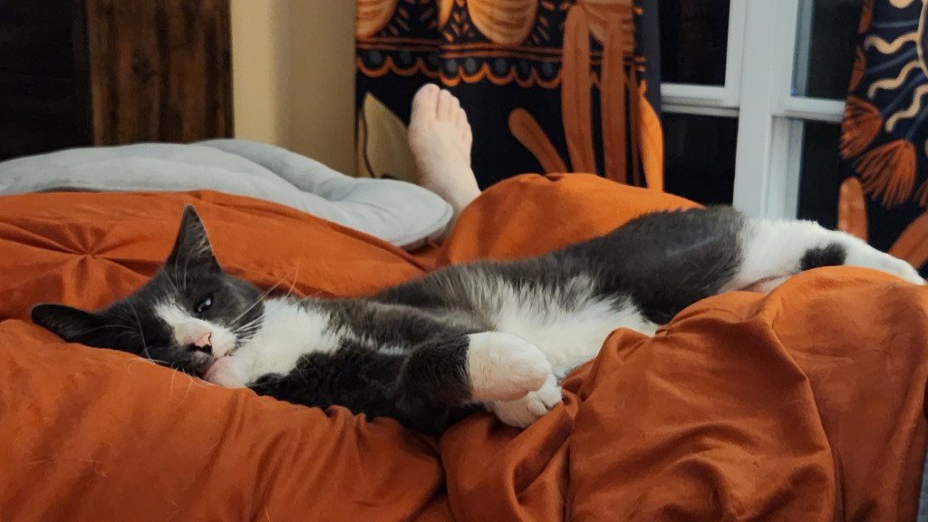 Finnegan Image