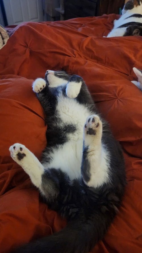 FINNEGAN - Domestic Medium Hair available for adoption