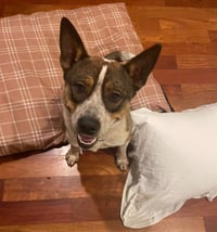 Colt - Photo 1