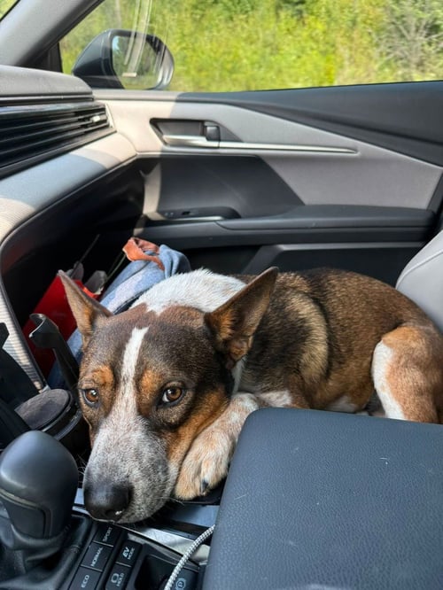 COLT - Australian Cattle Dog/Blue Heeler / Shepherd available for adoption