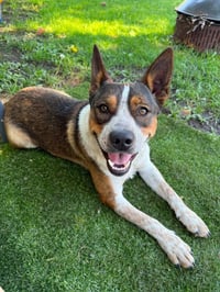 Colt - Photo 1