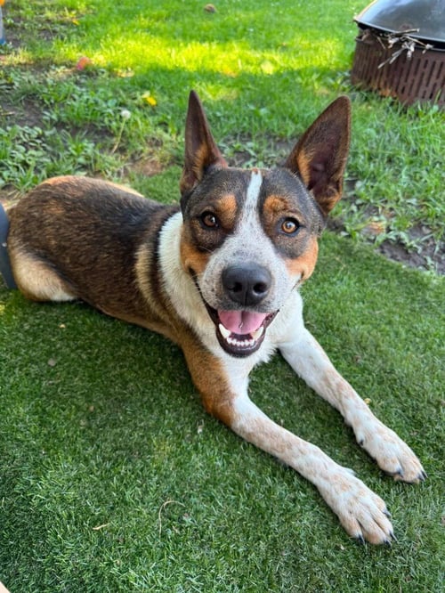 COLT - Australian Cattle Dog/Blue Heeler / Shepherd available for adoption