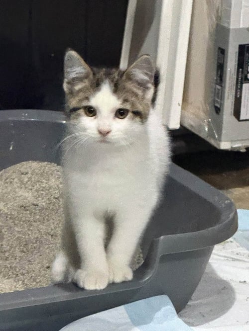 CHIPS - American Curl available for adoption
