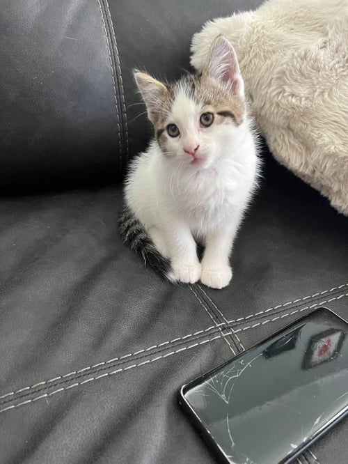 CHIPS - American Curl available for adoption
