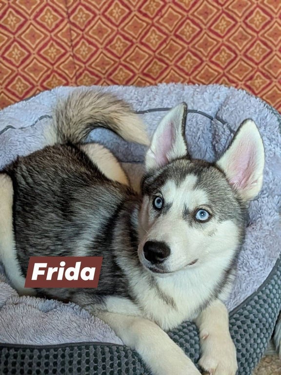 Frida Image