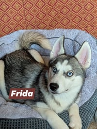 Frida - Photo 1
